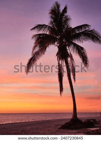a beautiful palm tree sunrise on Sanibel Island Florida