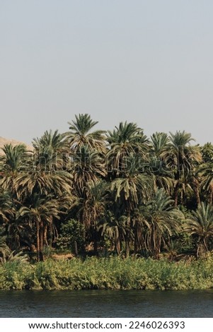 Beautiful palm trees along the river Nile on a Nile cruise in Egypt