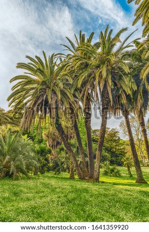Similar – Image, Stock Photo Palm trees, Italy, summer,