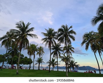 Beautiful Palm Trees On Flamengo Park