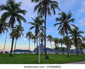 Beautiful Palm Trees On Flamengo Park