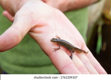 Beautiful palmate newt in close up detail walks over a wet hand showing people getting close to nature and the beauty of UK amphibians.