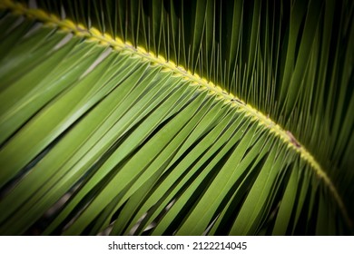 Beautiful Palmleave on a dark background showing struktured branches and nice green color