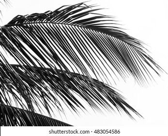 Beautiful Palms Leaf On White Background Stock Photo 483054586 ...
