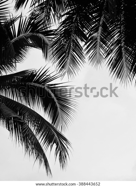 Beautiful Palms Leaf On White Background Stock Photo 388443652 ...