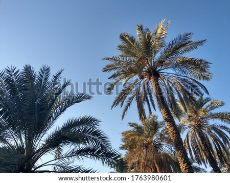 Beautiful palms on the Basra