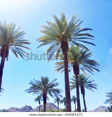Beautiful Palms Trees of Palm Springs