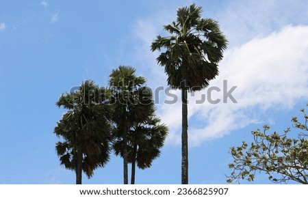 beautiful Palmyra palm trees in Sri Lanka