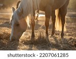 Beautiful palomino horse, quorter eating hay in the pasture in the sunshine, fall