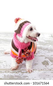 Beautiful Pampered Dog Wearing A Scarf, Sweater And Matching Beanie In Bright Warm Colours.