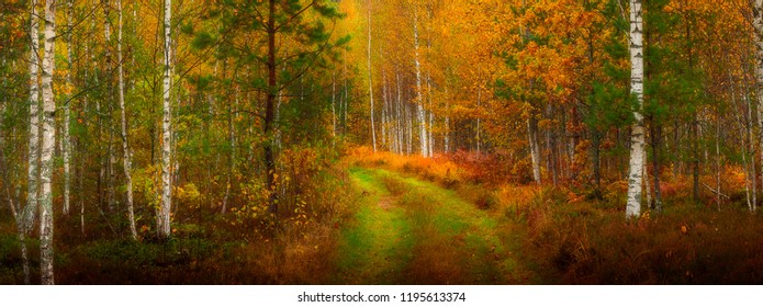 beautiful panorama of autumn forest, nice for background