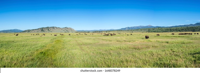 beautiful panorama of bisons grazing on the green meadow on a sunny day in the yellowstone national park, wyoming, united states of america