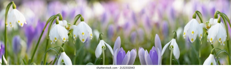 Beautiful panorama of blooming spring meadow landscape,  with spring knot flowers (Leucojum vernum), snowdrop (Galanthus nivalis) and crocus (Crocus sieberi), illuminated by the morning sun - Shutterstock ID 2132332043