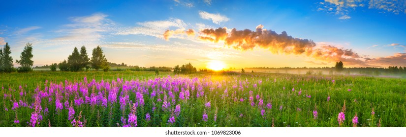 красивая панорама сельского пейзажа с восходом солнца и цветущим лугом. фиолетовые цветы, цветущие на весеннем поле. полевые цветы, цветущие на закате. летний панорамный вид