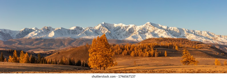 Beautiful panorama with a valley full of golden trees in the foreground and white snowy mountains  in the background. Sunrise. Altai mountains. Golden hour  - Powered by Shutterstock