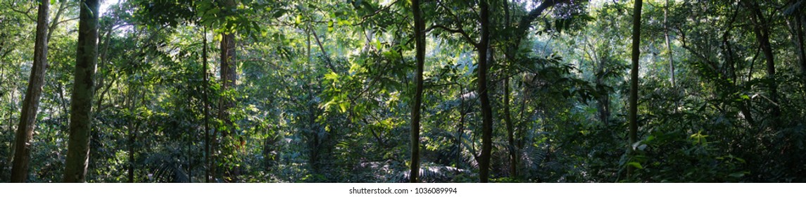 Beautiful Panorama Of The Vietnam Mighty Jungle.