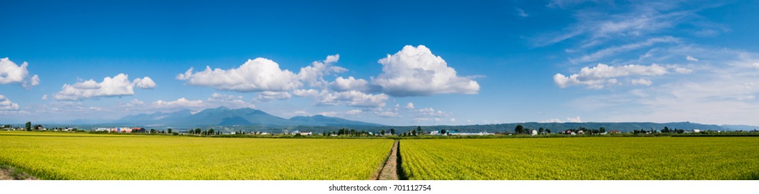 Beautiful Panorama View Of Rice Paddy Field In Furano Town, Hokkaido, Japan. Rice In Hokkaido Made The Best Of Climate And Now It Is One Of The Leading Rice Fields In Japan.