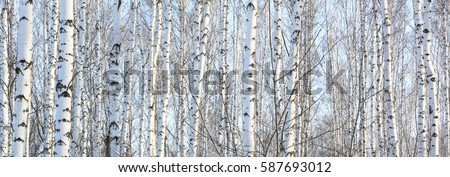 Beautiful panorama with white birches. Birch trees panorama in bright sunshine. Birch grove panorama in autumn. The trunks of birch trees with white bark. Birch trees trunks. Beautiful panorama.