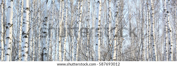 Beautiful panorama with white birches. Birch\
trees panorama in bright sunshine. Birch grove panorama in autumn.\
The trunks of birch trees with white bark. Birch trees trunks.\
Beautiful panorama.