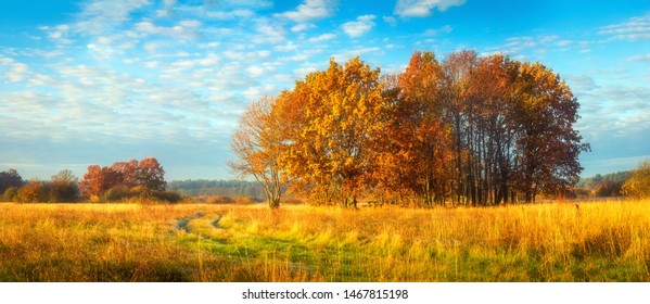 Beautiful panoramic autumn nature landscape. Sunny morning on autumnal meadow. Scenic autumn. Scenery of golden trees on grassy wild field