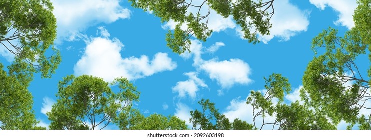 Beautiful Panoramic Blue Sky And Green Trees. Bottom Up View