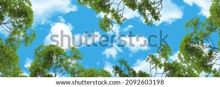 beautiful panoramic blue sky and green trees. bottom up view