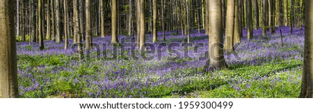 Beautiful panoramic landscape with purple flower carpet of wild bluebells in the forest of Belgium.