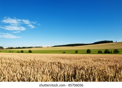Beautiful panoramic photo of a rural landscape with a field of ripe wheat and a blue cloudy sky