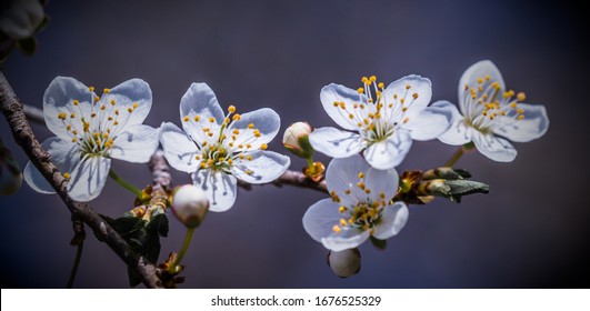 Wild plum tree Images, Stock Photos & Vectors | Shutterstock