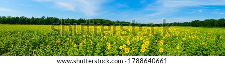 Beautiful panoramic of rows of blooming sunflowers at Mckee Beshers in Maryland on a perfect sunny summer day.