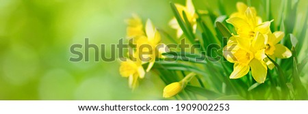 Beautiful Panoramic Spring Nature background with Daffodil Flowers, selective focus. Yellow Daffodils Flowers closeup on green background. Wide Angle Scenic floral header for website or Web banner