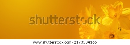 Beautiful Panoramic Spring Nature background with Daffodil Flowers. Daffodils Flowers closeup on yellow background for website or Web banner