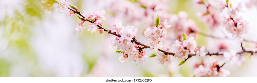 Beautiful Panoramic Spring Scenery Cherry Blossom Stock Photo ...