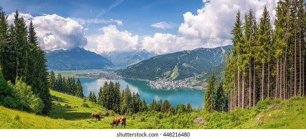 Beautiful panoramic view of cow grazing in fresh green meadows in the Alps with famous city of Zell am See and idyllic Zeller Lake on a sunny day in spring in Salzburg, Salzburger Land, Austria