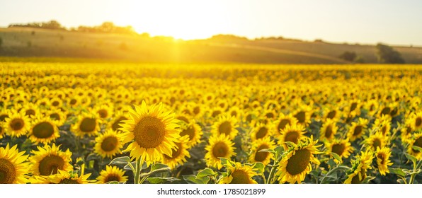 Beautiful panoramic view of a field of sunflowers in the light of the setting sun.Yellow sunflower close up. Beautiful summer landscape with sunset and flowering meadow Rich harvest Concept.
