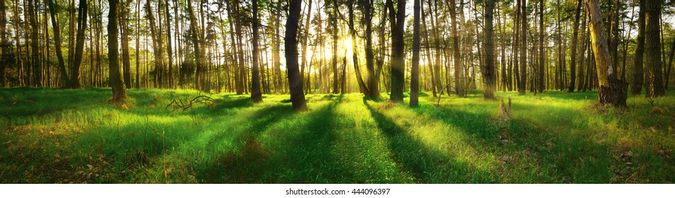 Beautiful Panoramic View Of Forest At Sunset