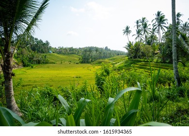 
				Beautiful panoramic view of green rice field. Plantation mountain nautre tree jungle Palm tree. Fantastic plants