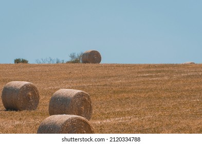 Beautiful Panoramic View Of Hay Bales In A Uruguay Farm Field. Clear Sky.