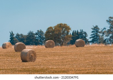 Beautiful Panoramic View Of Hay Bales In A Uruguay Farm Field. Clear Sky.