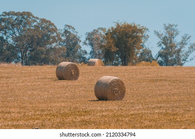 Beautiful Panoramic View Of Hay Bales In A Uruguay Farm Field. Clear Sky.