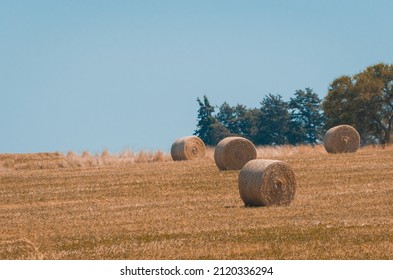 Beautiful Panoramic View Of Hay Bales In A Uruguay Farm Field. Clear Sky.