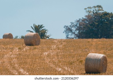 Beautiful Panoramic View Of Hay Bales In A Uruguay Farm Field. Clear Sky.