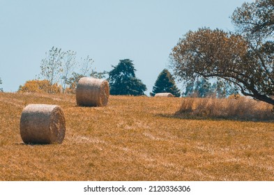 Beautiful Panoramic View Of Hay Bales In A Uruguay Farm Field. Clear Sky.