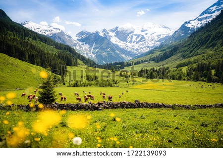Beautiful panoramic view of rural alpine landscape with cows grazing in fresh green meadows neath snowcapped mountain tops on a sunny day in spring, National Park Hohe Tauern, Salzburger Land, Austria