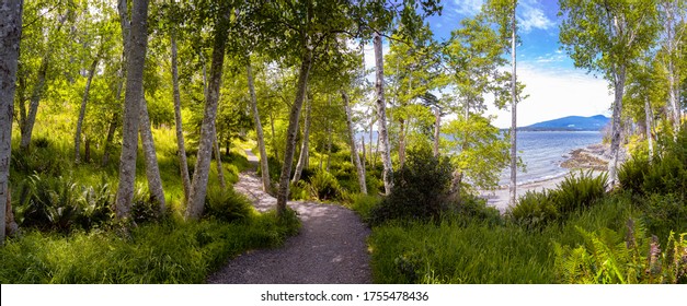 Beautiful Panoramic View Of A Trail In A Green Rain Forest During A Sunny Day. Taken In Pebbly Beach, Bowen Island, British Columbia, Canada.