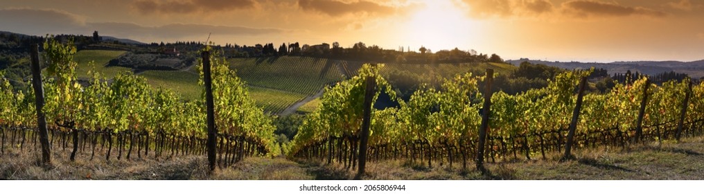 Beautiful panoramic view of vineyards under the sunset light in autumn. Chianti Classico Area near Florence, Italy.