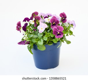 Beautiful Pansy Viola Flower In Tricolor, White, Yellow And Violet Or Purple Growing In Blue Pot On White Background.  Idea Plant To Put In Garden Or Balcony For Decorate In Summer Season. 