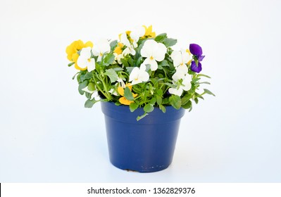 Beautiful Pansy Viola Flower In Tricolor, White, Yellow And Violet Or Purple Growing In Blue Pot On White Background.  Idea Plant To Put In Garden Or Balcony For Decorate In Summer Season. 