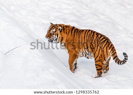 Similar – Female Amur (Siberian) tiger walking in fresh white snow