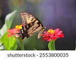 Beautiful Papilio glaucus butterfly pollinating flowers